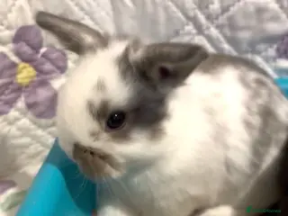 Mini Lop rabbits Baby Mini Lops (ready 19/02) - Advert 20