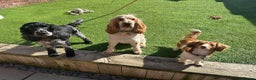 Cocker Spaniel dogs for stud: KC REGISTERED ORANGE ROAN SHOW COCKER SPANIEL STUD in Barnsley - Advert 12
