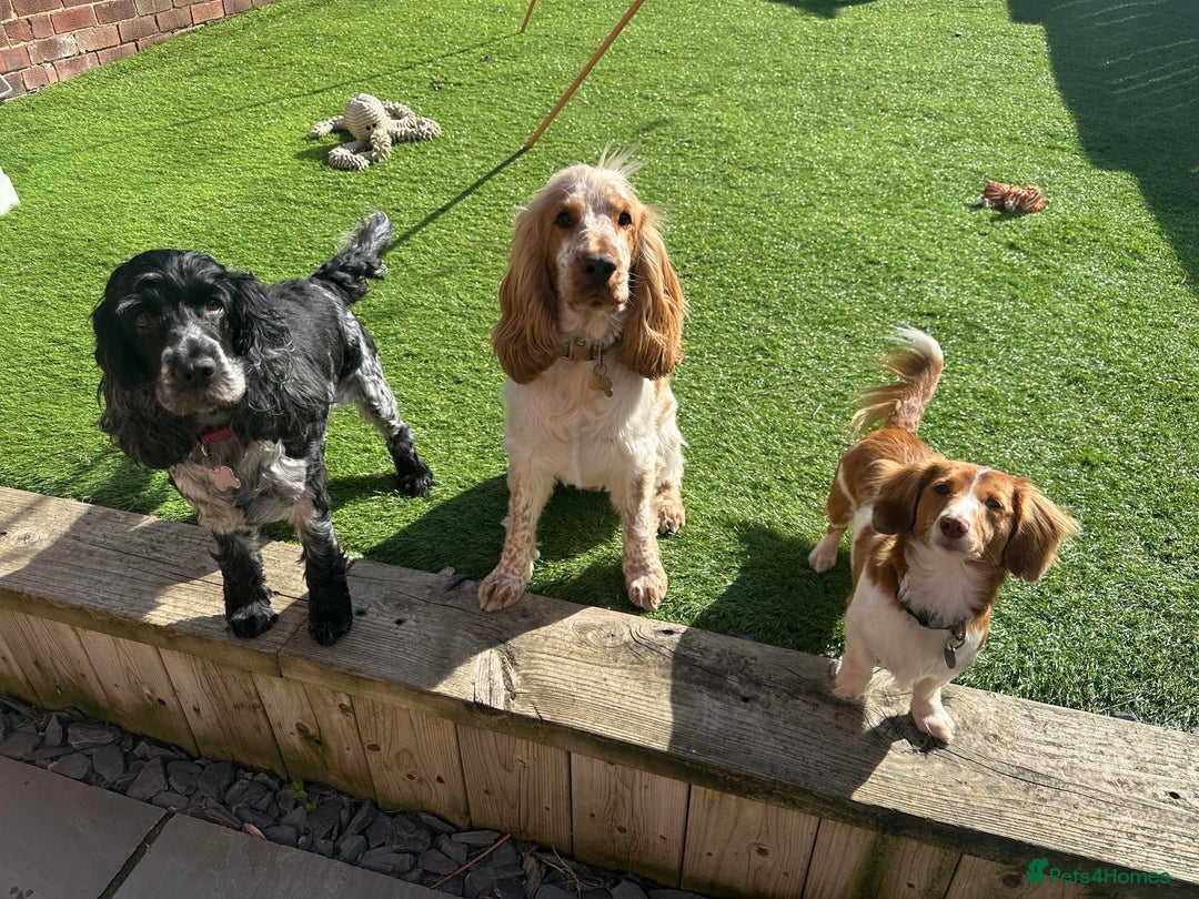 Cocker Spaniel dogs for stud: KC REGISTERED ORANGE ROAN SHOW COCKER SPANIEL STUD in Barnsley - Advert 12