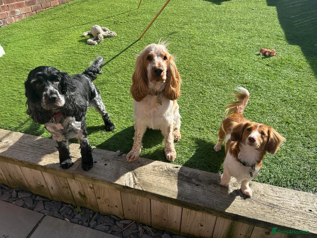 Cocker Spaniel dogs for stud: KC REGISTERED ORANGE ROAN SHOW COCKER SPANIEL STUD in Barnsley - Advert 12