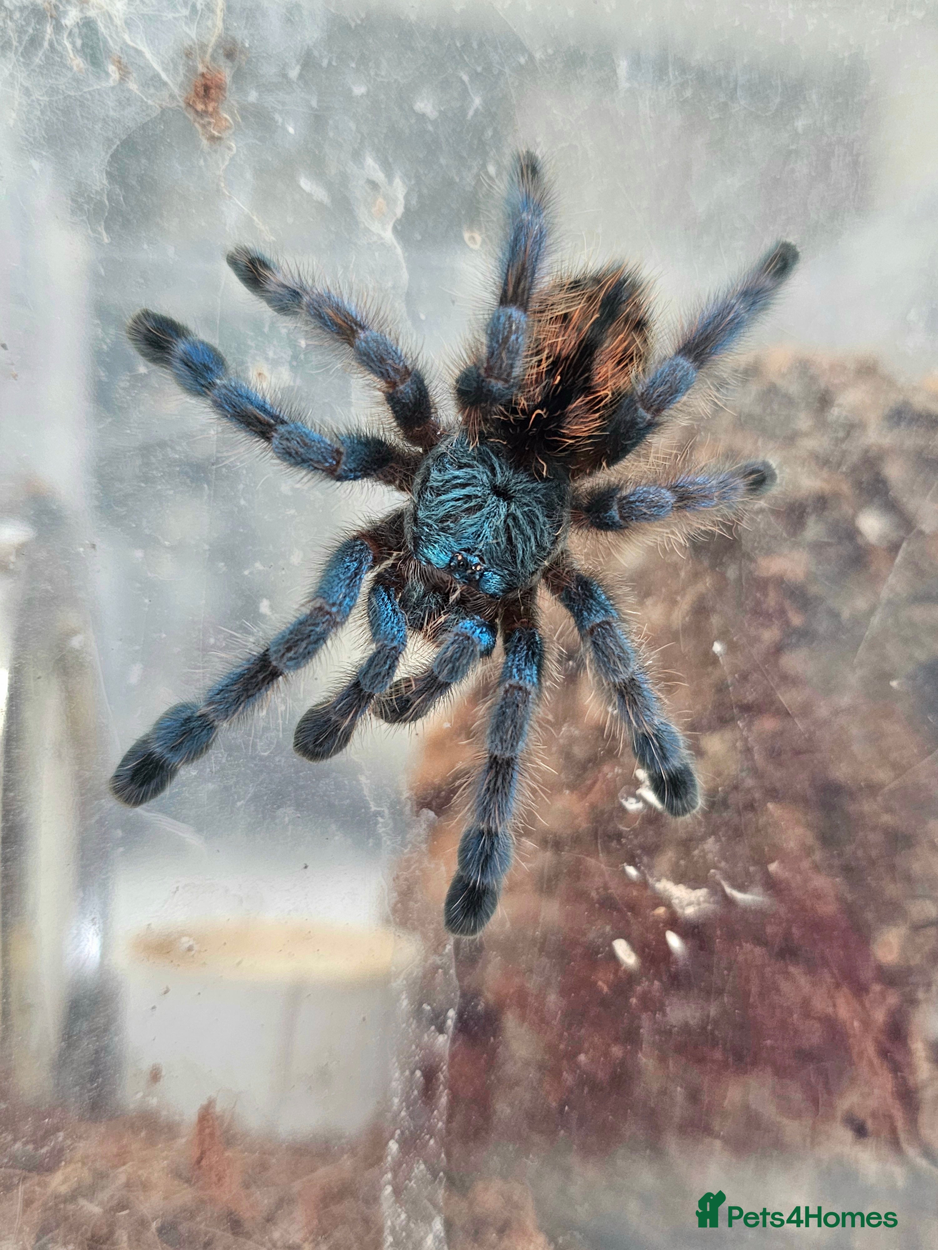 Tarantulas invertebrates Tarantulas  - Advert 7