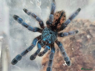 Tarantulas invertebrates Tarantulas - Advert 7