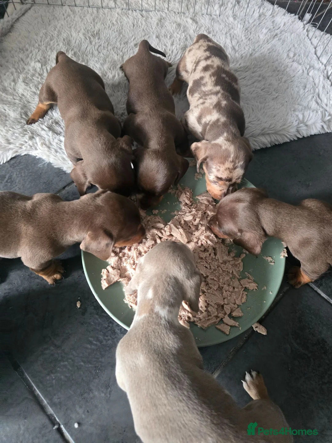 Miniature Dachshund dogs for sale: Miniature dachsund puppy's  in Walsall - Advert 2
