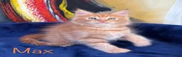 Maine Coon cats for sale: Beautiful Maine Coon Kittens-Ready Soon - Advert 36