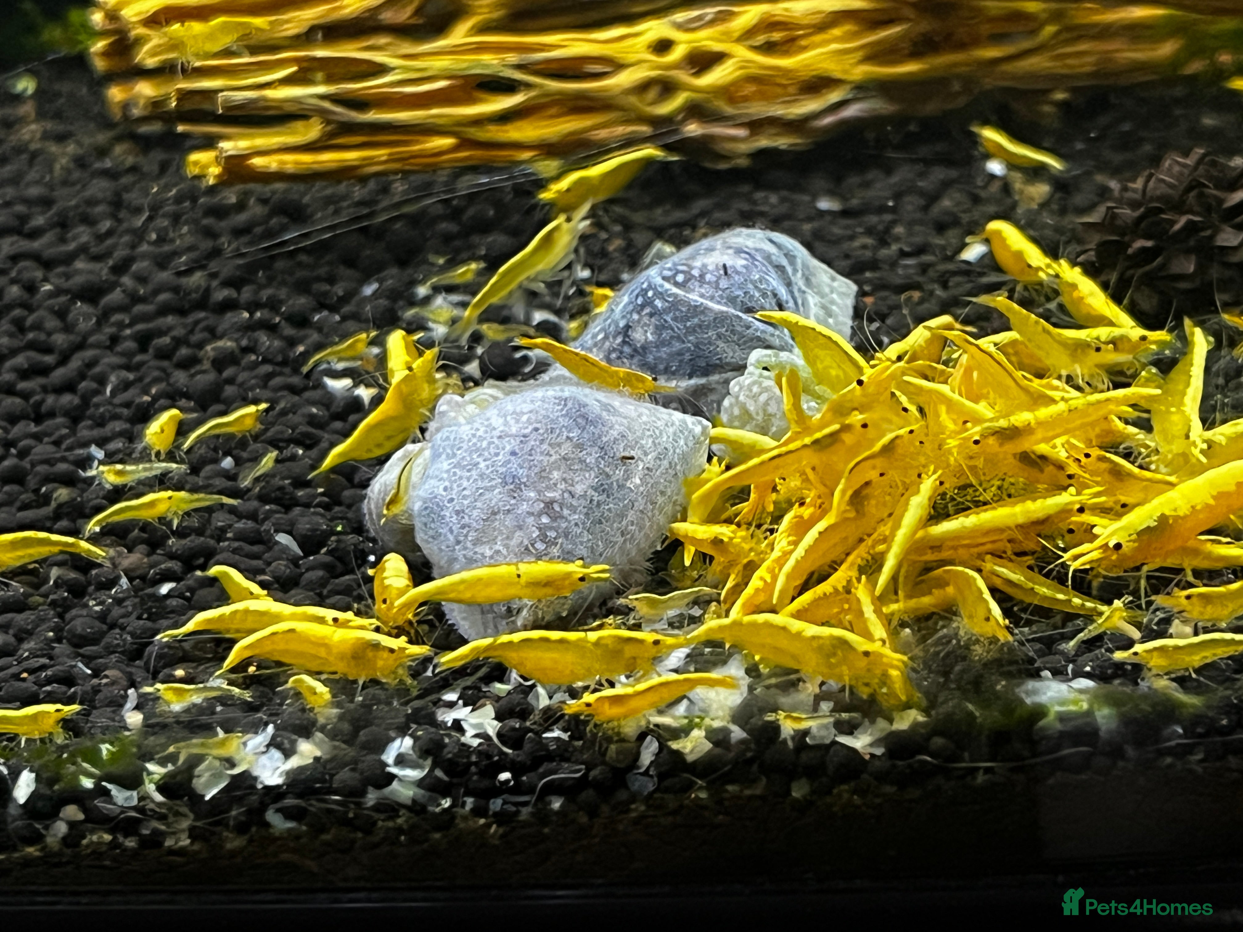 Shrimps fish Neocaridina Yellow - Advert 3