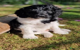 Cavapoo dogs for sale: F1b Standard Cavapoo, 3 remaining ready to leave in Watchet - Image 16