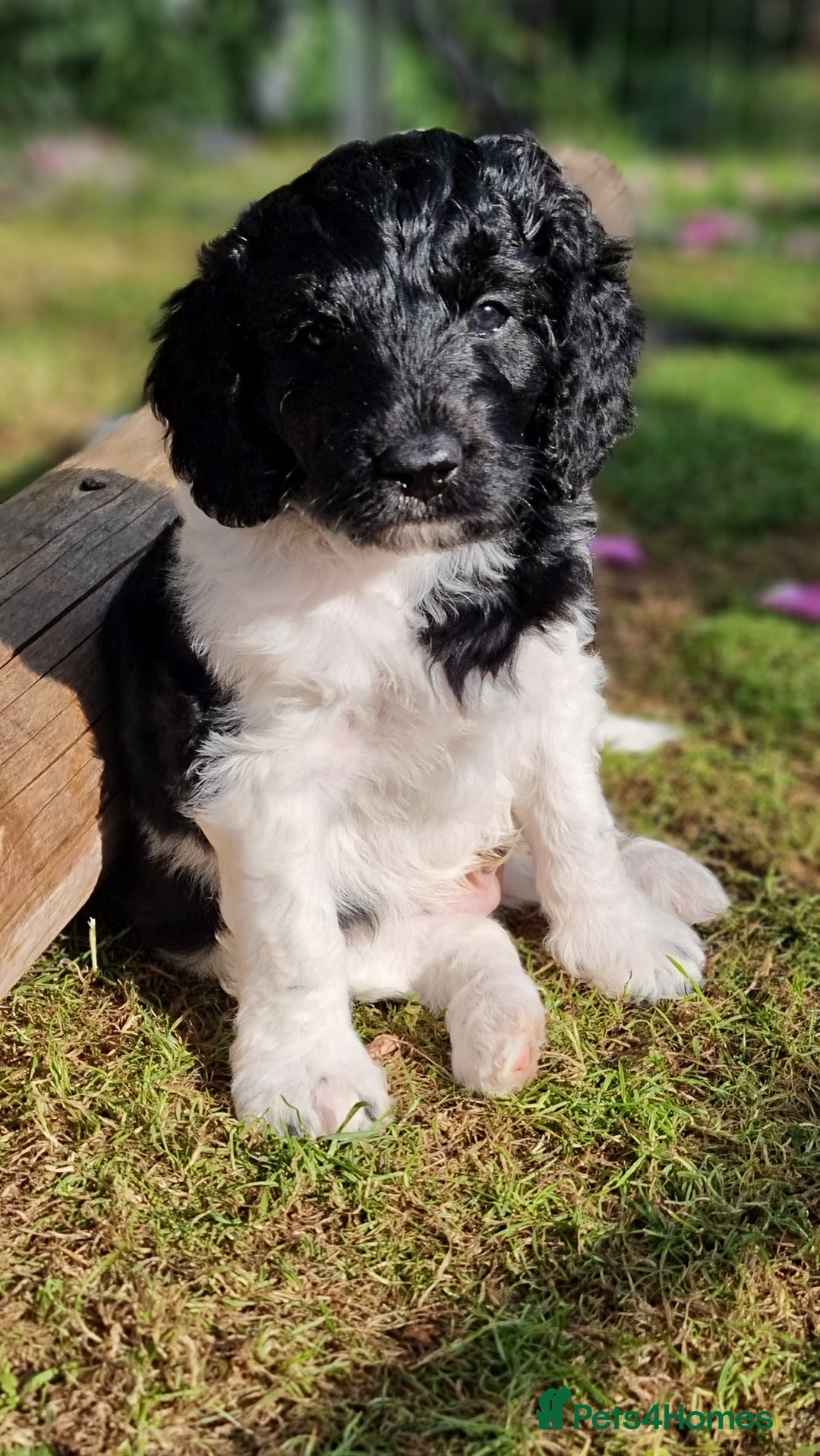 Cavapoo dogs for sale: F1b Standard Cavapoo, 3 remaining ready to leave in Watchet - Image 16