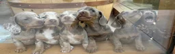 Miniature Dachshund dogs for sale: Beautiful Dachshunds  - Advert 7