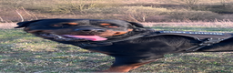 Rottweiler dogs for stud: •PROVEN •Very experienced stunning Rottweiler Stud in Doncaster - Advert 2