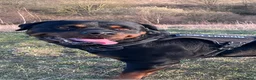 Rottweiler dogs for stud: •PROVEN •Very experienced stunning Rottweiler Stud in Doncaster - Advert 2