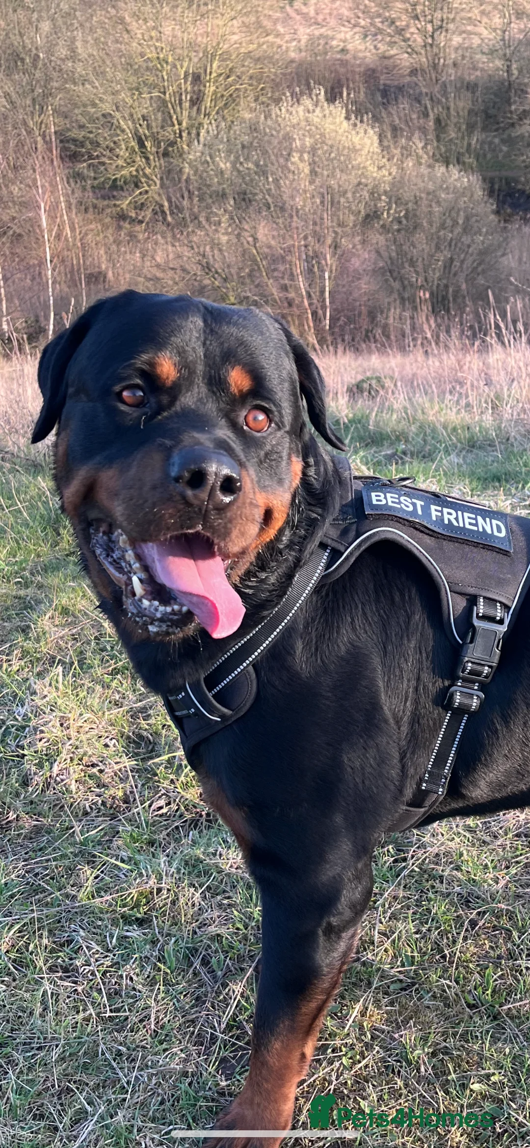 Rottweiler dogs for stud: •PROVEN •Very experienced stunning Rottweiler Stud in Doncaster - Advert 2
