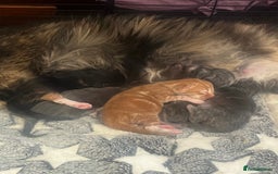 Maine Coon cats for sale: Maine coon kittens - Image 1