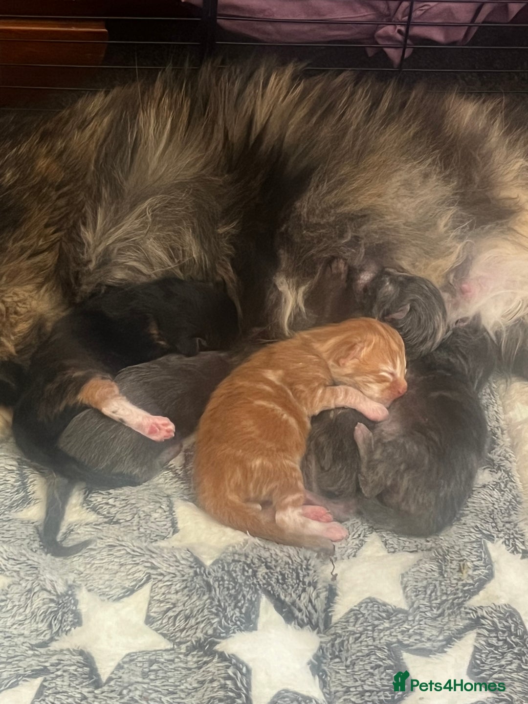 Maine Coon cats for sale: Maine coon kittens - Image 1