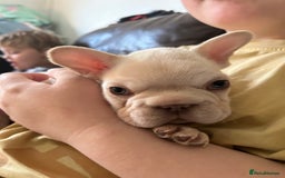 French Bulldog dogs for sale: Beautiful Frenchie babies-4 weeks free insurance - Image 2
