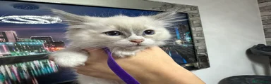 Girl Kitten 2