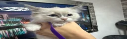 Ragdoll cats for sale: Gorgeous Ragdoll kittens - Advert 3