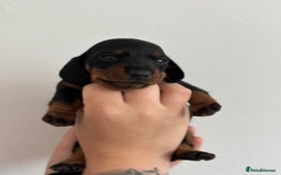 Miniature Dachshund dogs for sale: Miniature Smooth-Haired Dachshunds  - Image 9