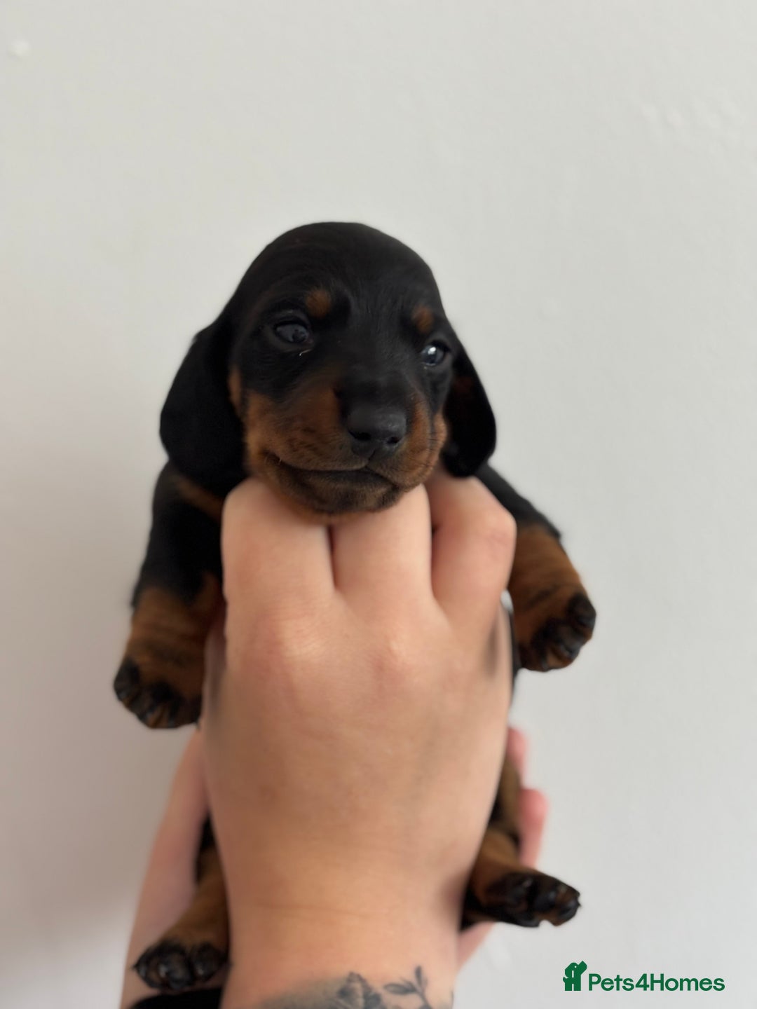 Miniature Dachshund dogs for sale: Miniature Smooth-Haired Dachshunds  - Image 9