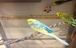Budgerigars birds for sale: Budgies for sale - Image 3