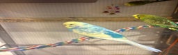 Budgerigars birds for sale: Young Budgies for sale - Advert 3