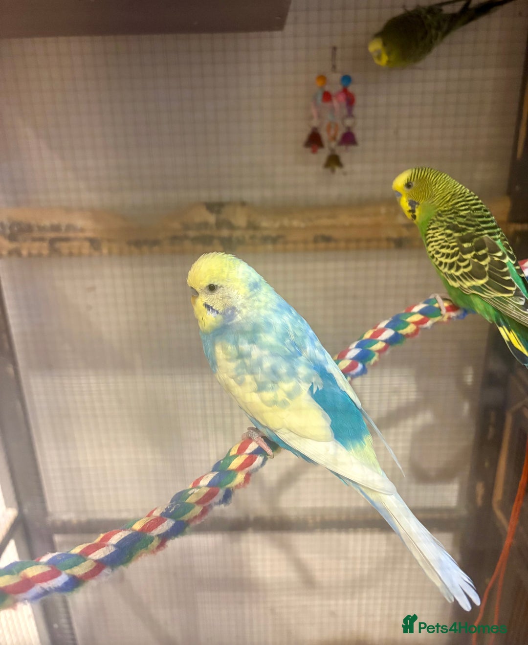 Budgerigars birds for sale: Budgies for sale - Image 3