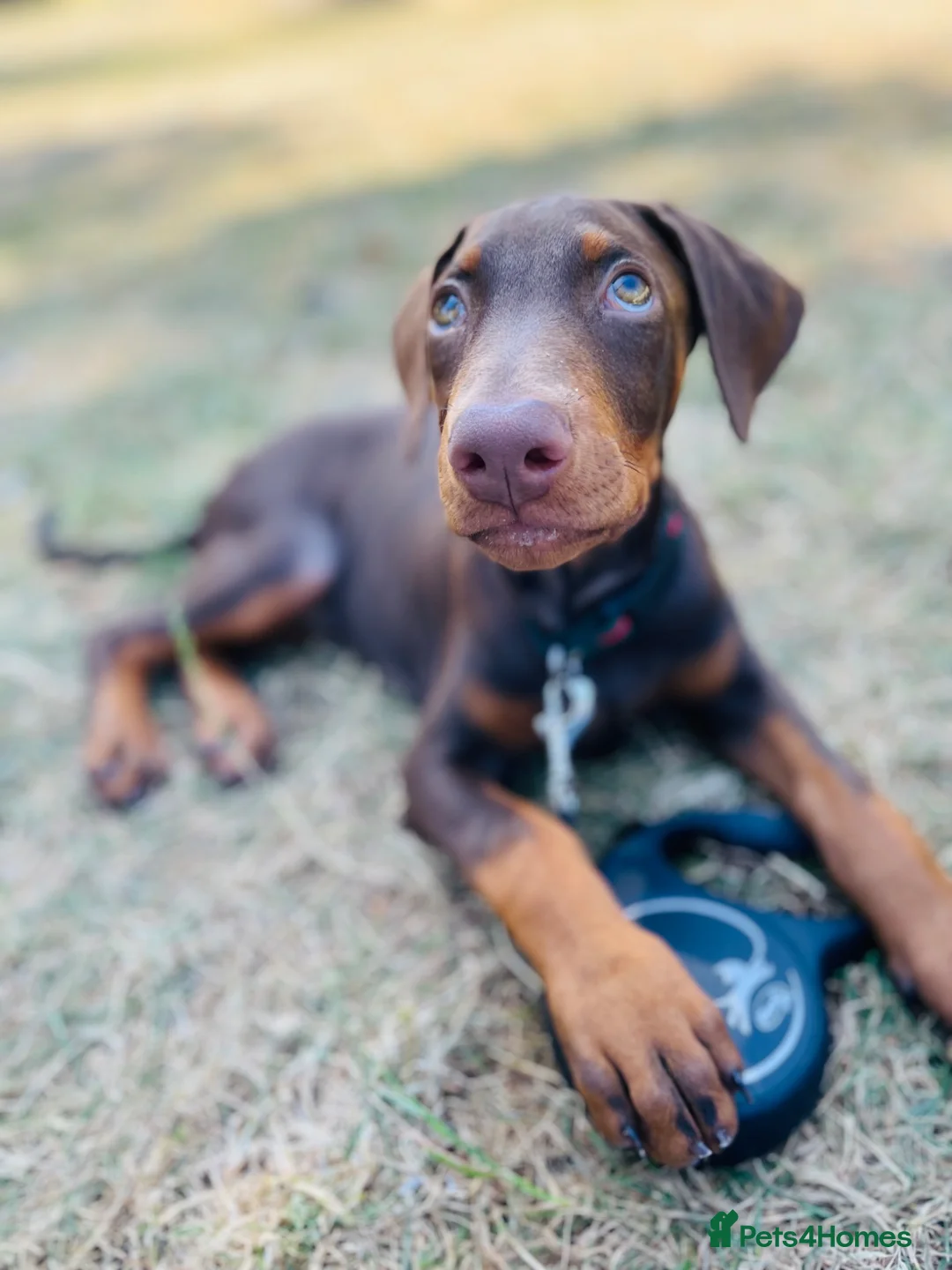 Dobermann dogs for sale: Zina  in Ilford - Advert 2