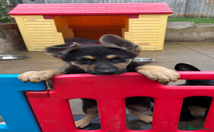 German Shepherd dogs - Advert 15