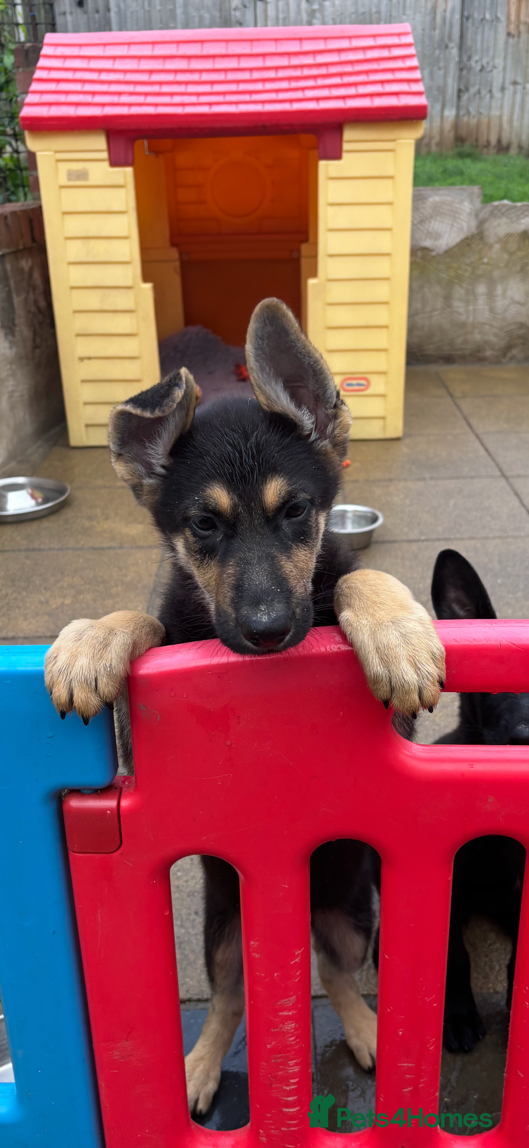 German Shepherd dogs for sale: GSD Puppies, straight back  - Image 1