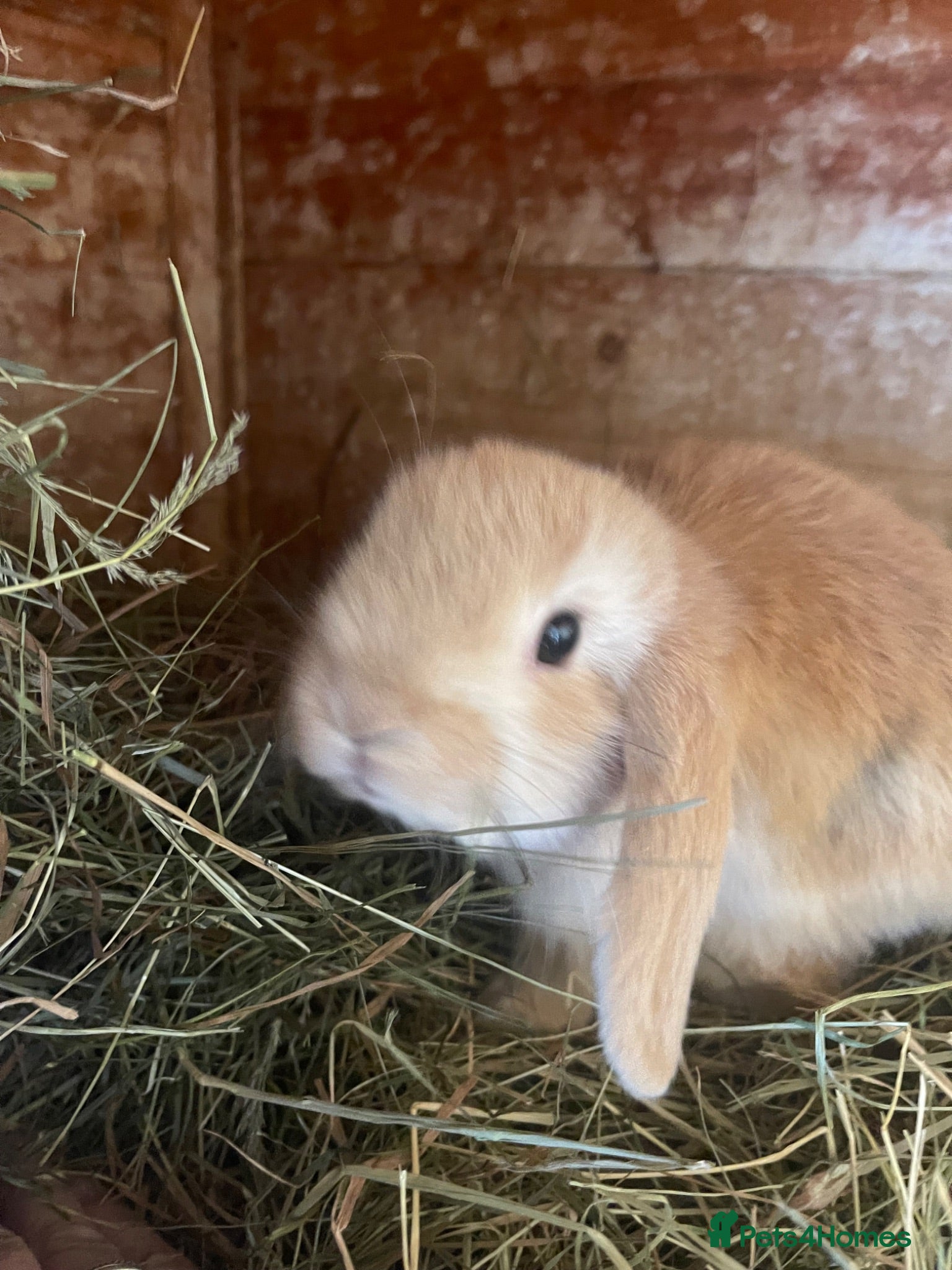 Mini Lop rabbits 2 mini lop bunnies - Advert 1