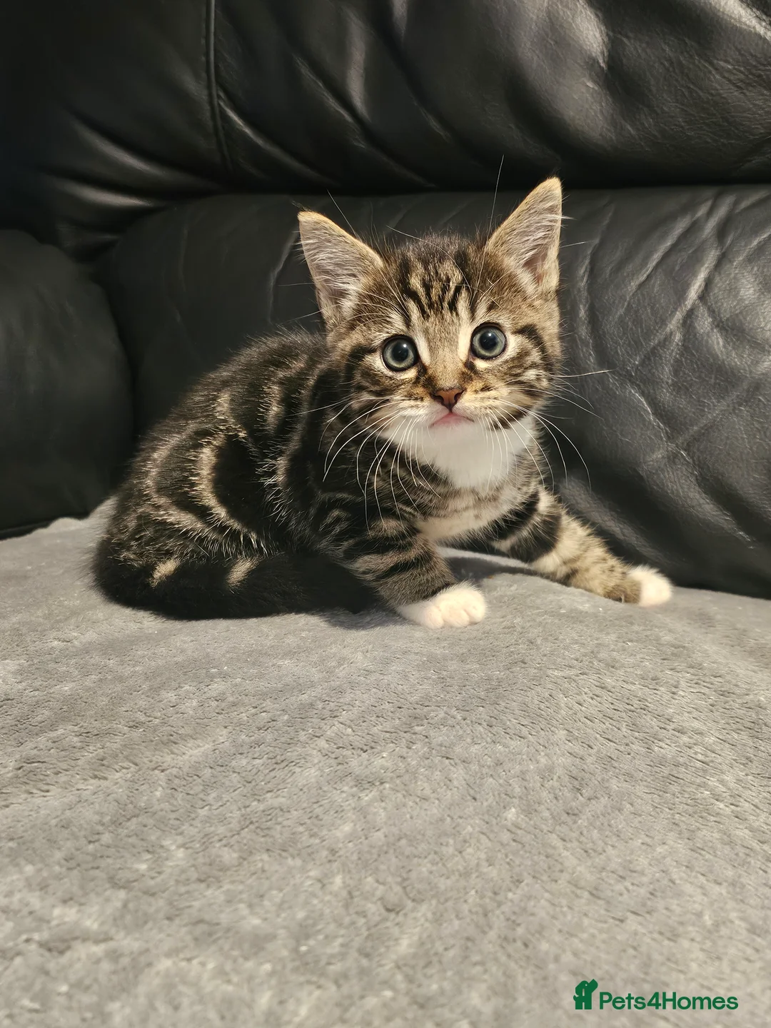 Mixed Breed cats for sale: Female tabby kitten  - Advert 5