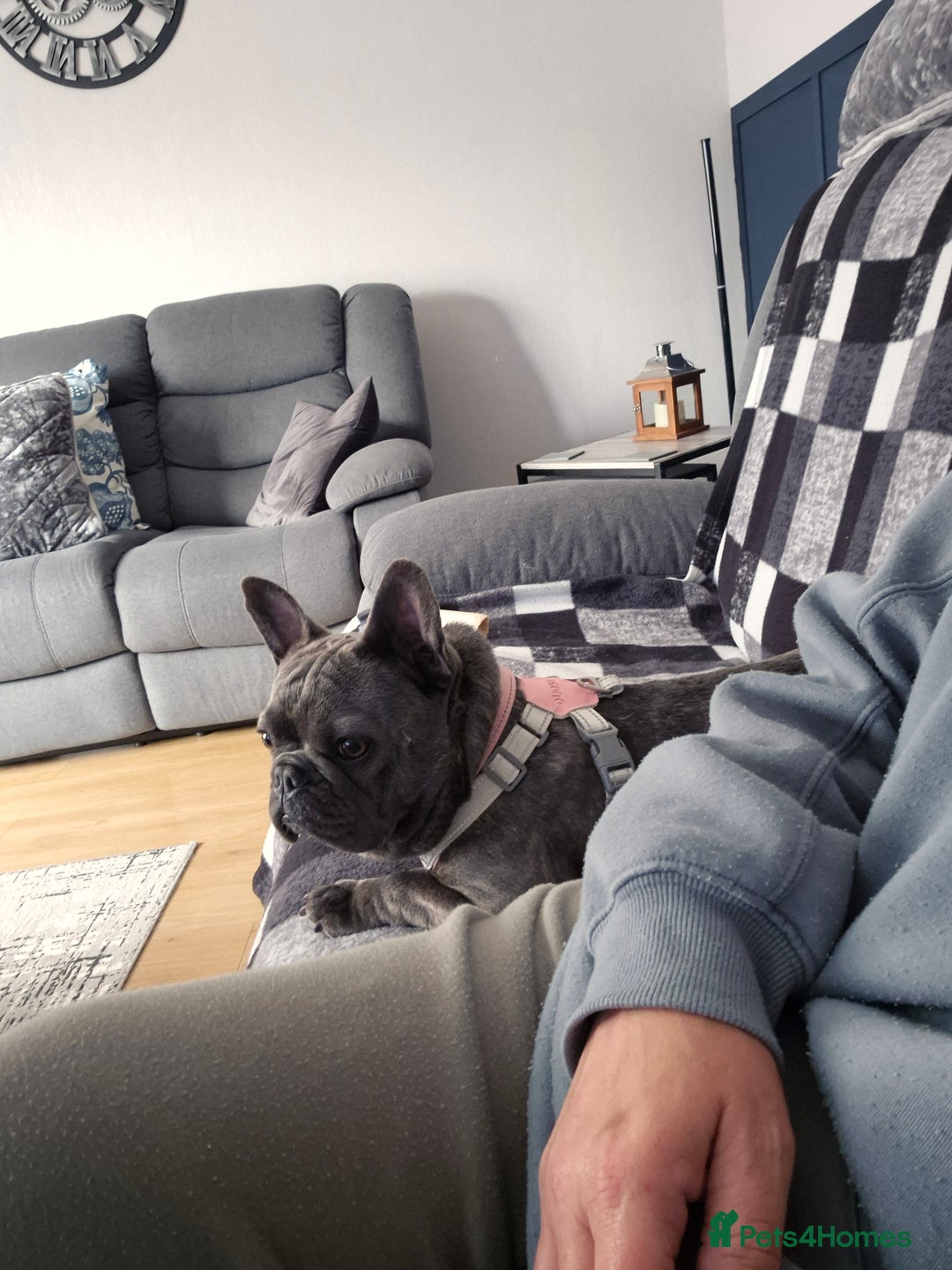 French Bulldog dogs for sale: Female frenchie (18 months old ) - Image 10