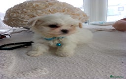 Mixed Breed dogs for sale: Maltese X Lhasa apso  - Image 7