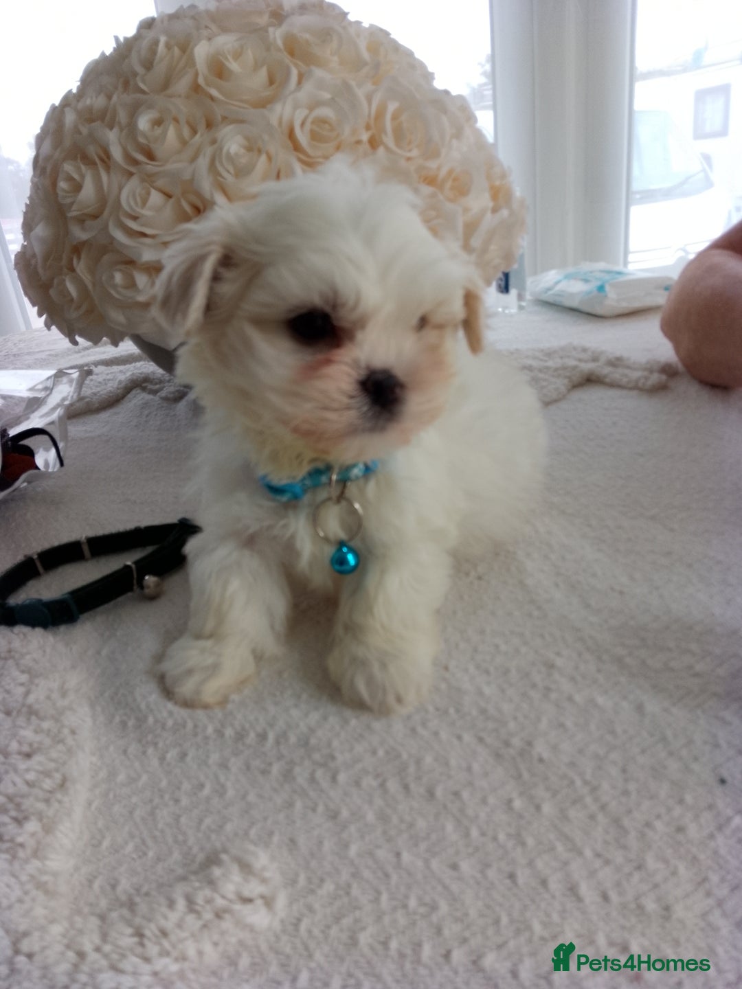 Mixed Breed dogs for sale: Maltese X Lhasa apso  - Image 7