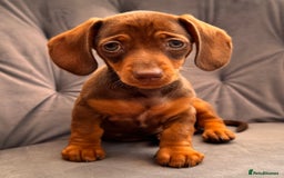 Miniature Dachshund dogs for sale: BEAUTIFUL MINI DACHSHUND PUPPIES READY NOW - Image 1