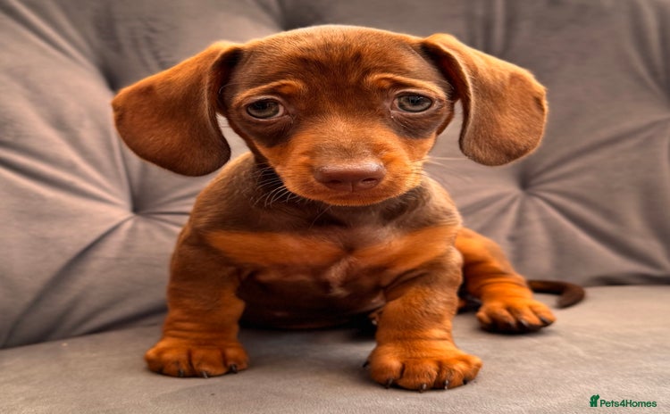 Miniature Dachshund dogs - Advert 2