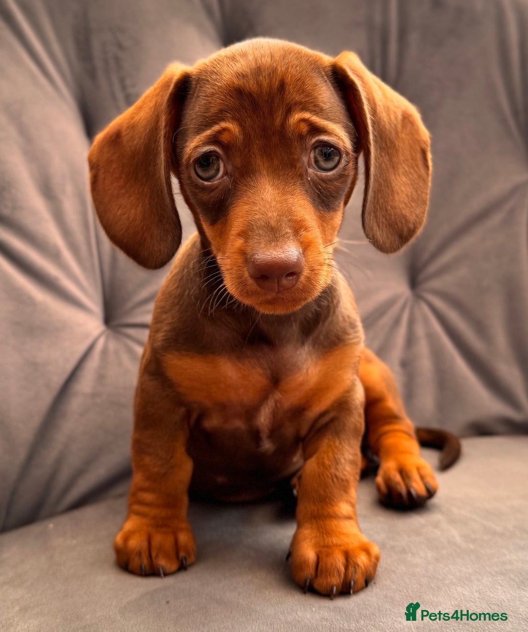 Miniature Dachshund dogs for sale: BEAUTIFUL MINI DACHSHUND PUPPIES READY NOW - Image 1