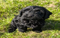 Cockapoo dogs for sale: Ready now! F1 cockapoo pups, health tested parents - Image 17