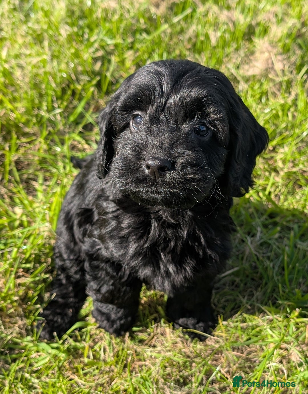 Cockapoo dogs for sale: Ready now! F1 cockapoo pups, health tested parents - Image 17