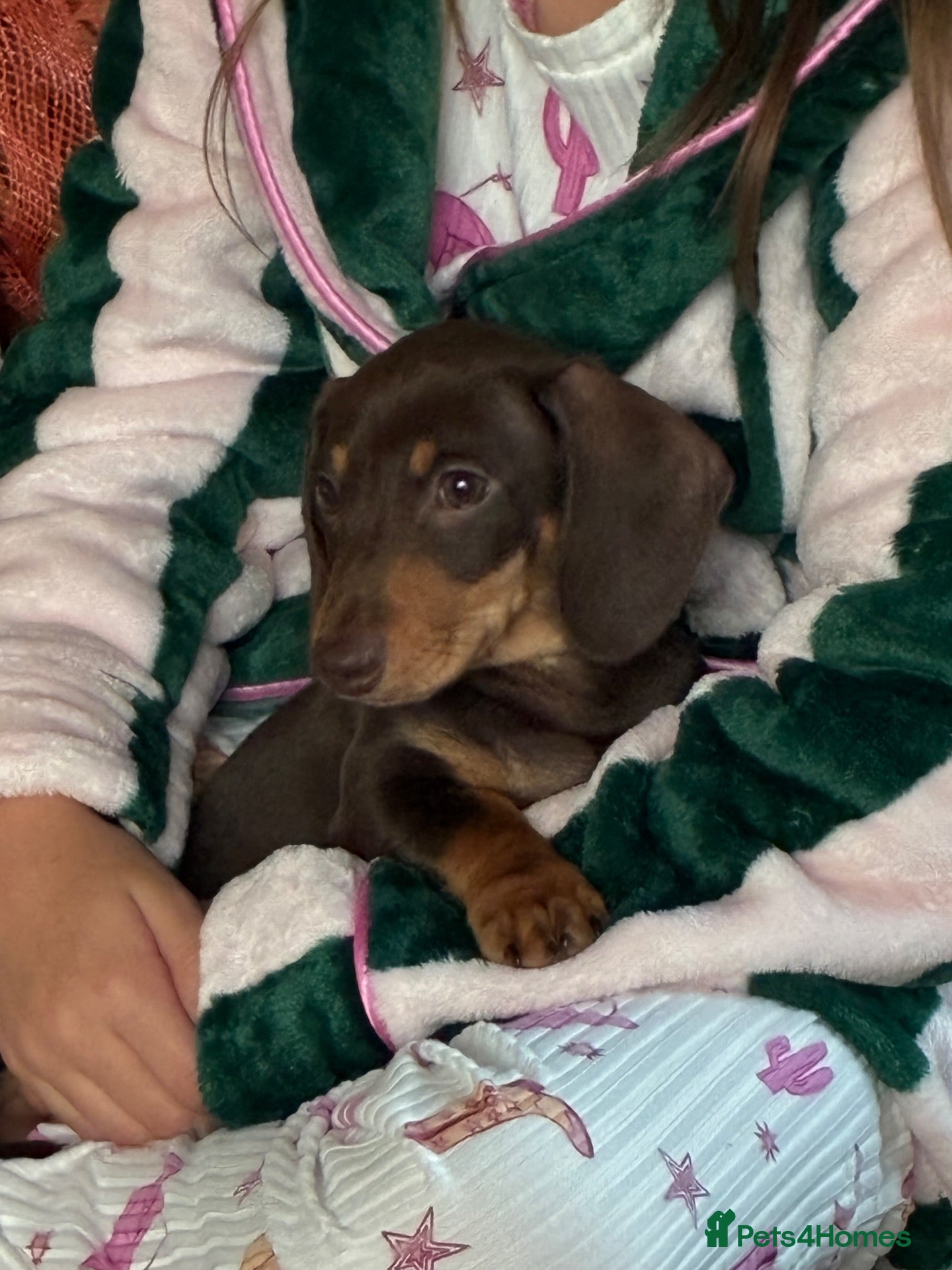 Miniature Dachshund dogs Gorgeous Miniature Dachshund Boy - Advert 2
