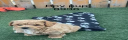 Cavapoochon dogs for sale: Adorable Cavapochon pups - Advert 6