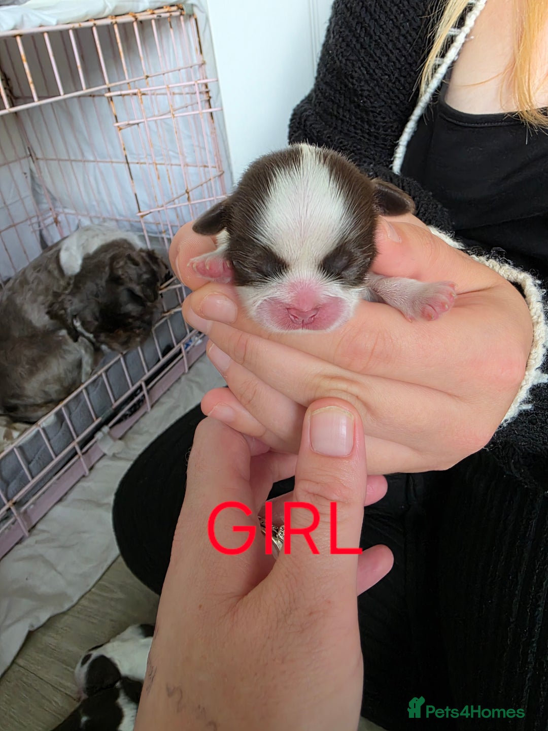 Shih Tzu dogs for sale: Stunning shih tzu puppies  - Image 3