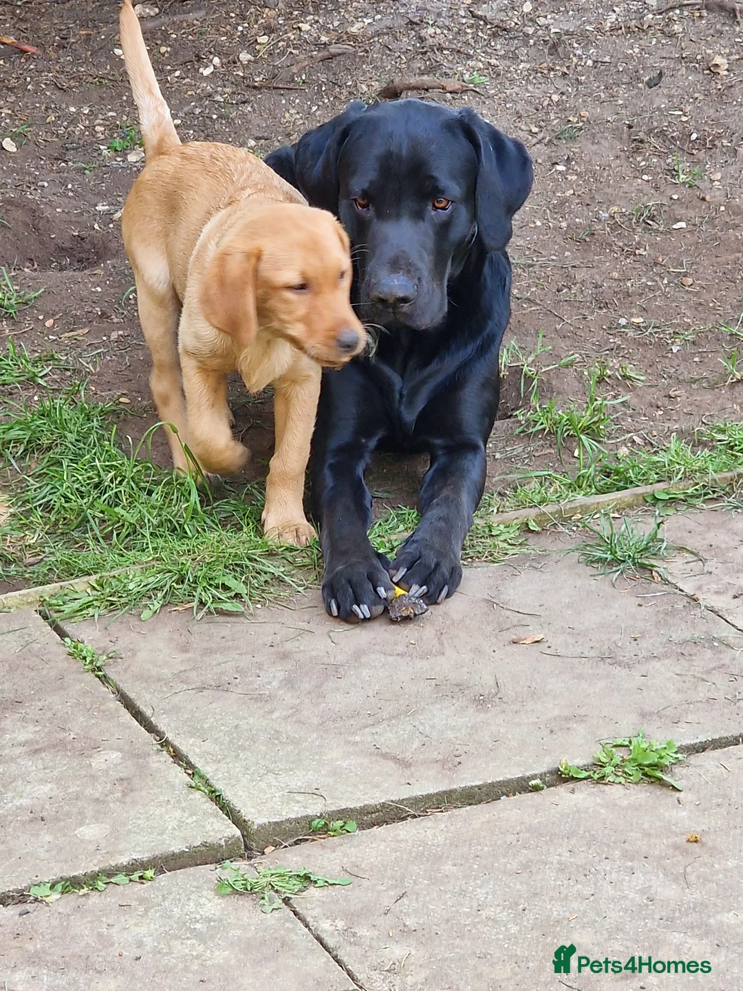 Labrador Retriever dogs for stud: Kc registered proven black lab for stud in Chichester - Advert 4