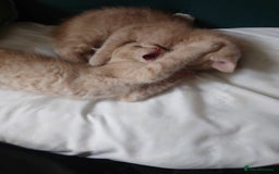 Domestic Shorthair cats for sale: 3 kittens for sale - Image 7