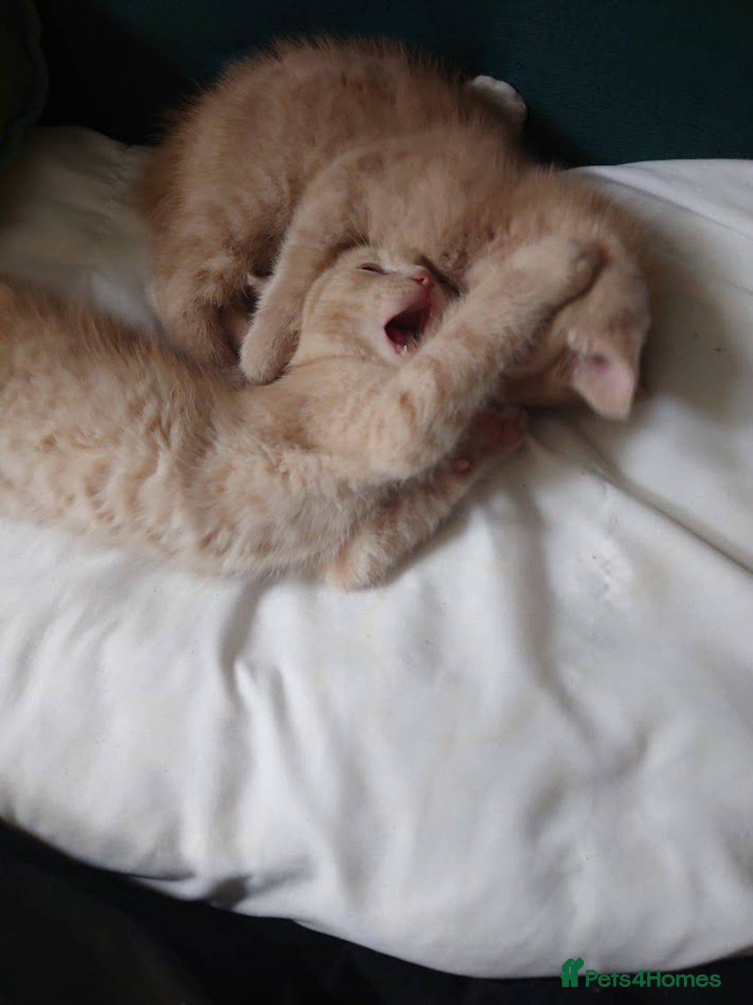 Domestic Shorthair cats for sale: 3 kittens for sale - Image 7