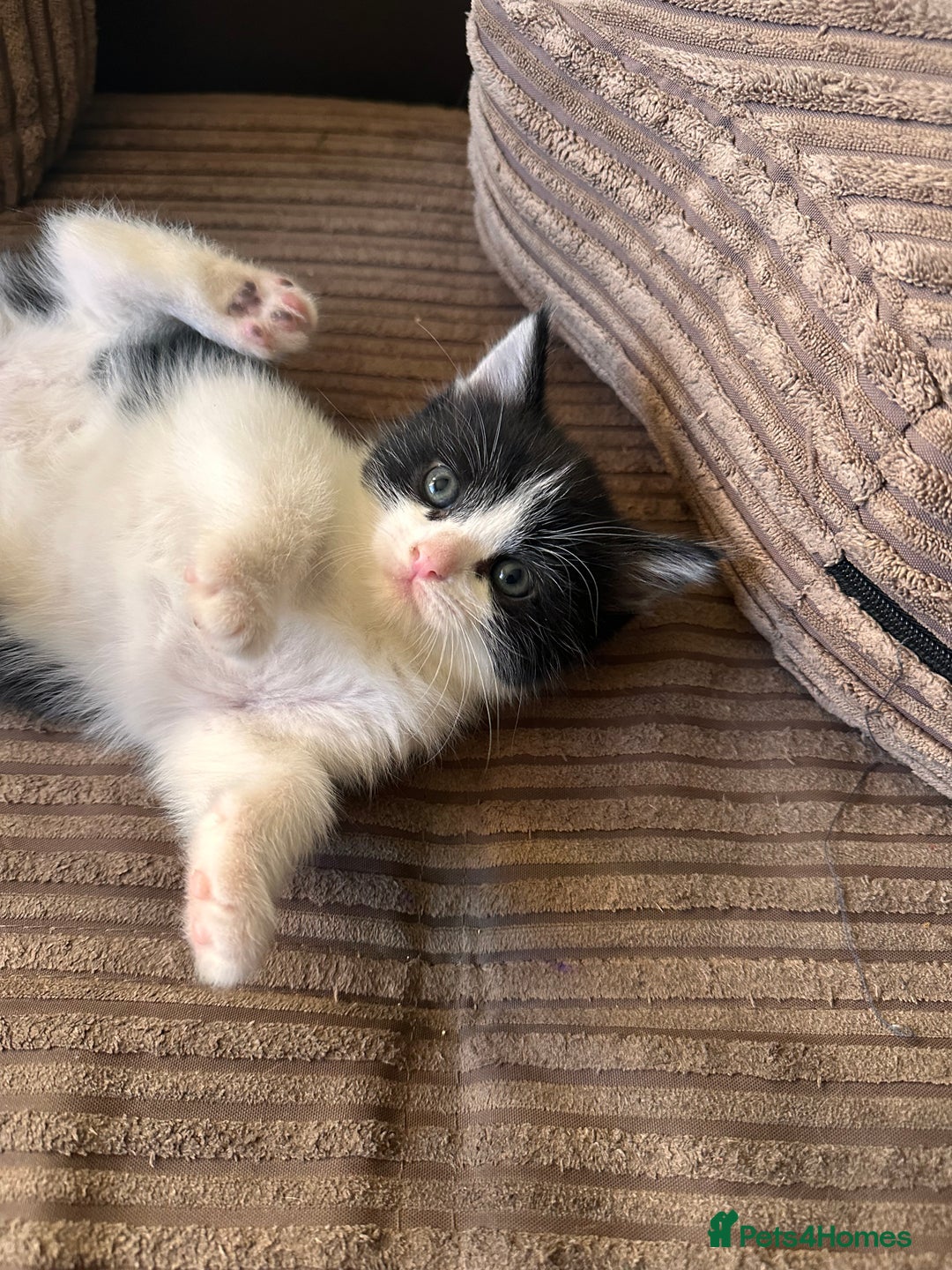 Ragdoll cats for sale: Adorable Ragdoll cross Male Kitten Available  - Advert 9