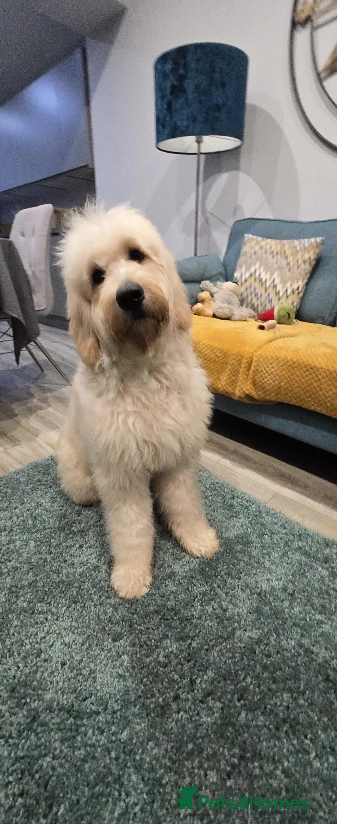 Goldendoodle dogs for sale: Alfie in Dunfermline - Advert 2