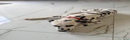 Dalmatian dogs for sale: Dalmatian Puppy For Sale - Advert 5