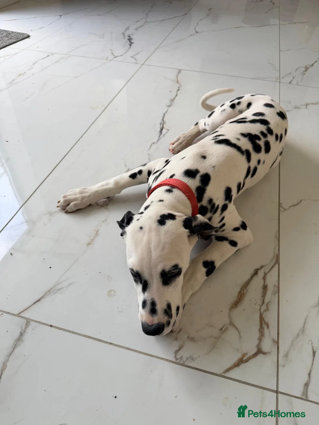 Dalmatian dogs for sale: Dalmatian Puppy For Sale - Advert 5