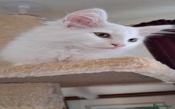 Norwegian Forest Cat cats for sale: Full Norwegian forest cat kittens - Image 4