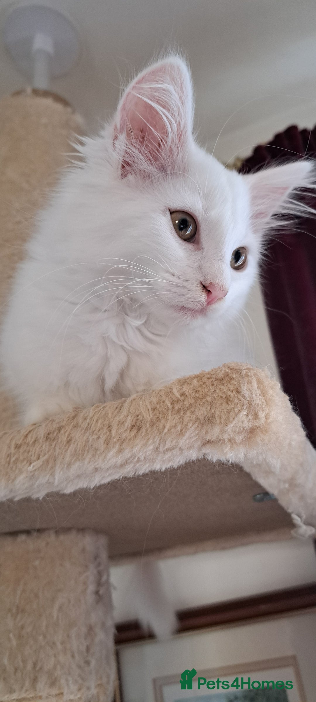 Norwegian Forest Cat cats for sale: Full Norwegian forest cat kittens - Image 4